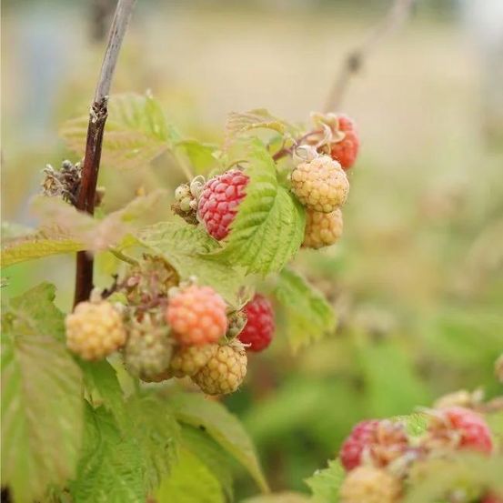 Framboisier remontant 'versailles' - rubus idaeus 3l - 60/90cm