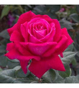 Rosier moderne 'elegance française' pot de 4l/5l