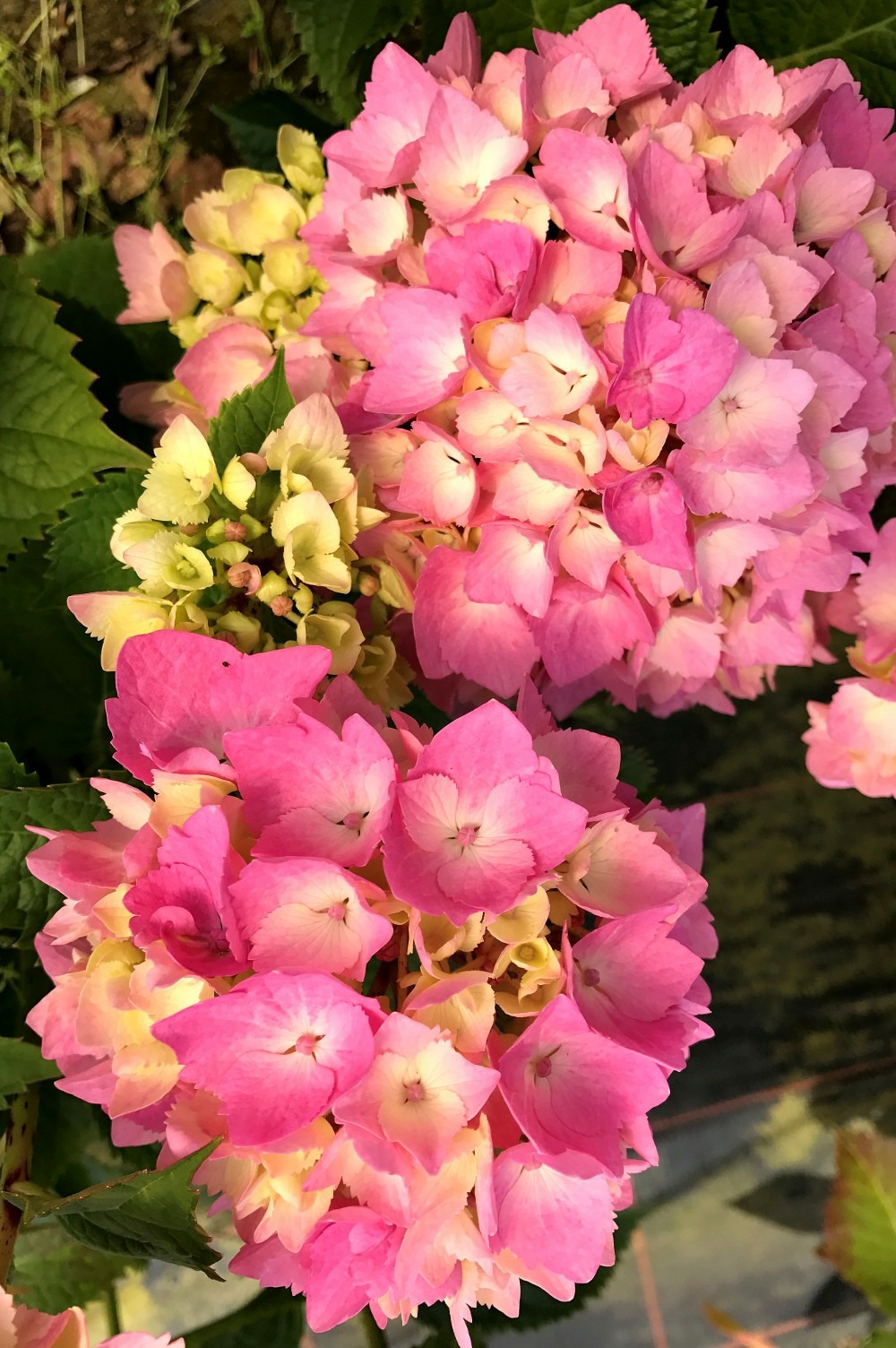 Hortensia rembrandt ? 'dolce chic' - en pot de 5 litres