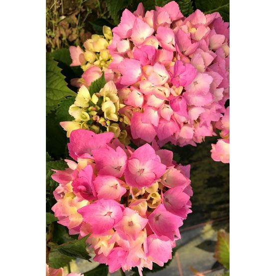 Hortensia rembrandt ? 'dolce chic' - en pot de 5 litres