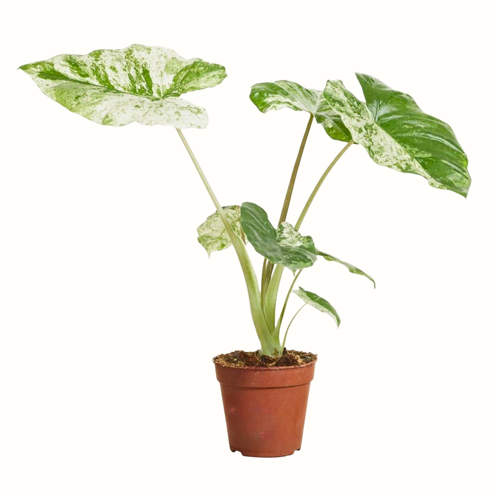 Alocasia macrorrhiza splash - 20cm - plante rare