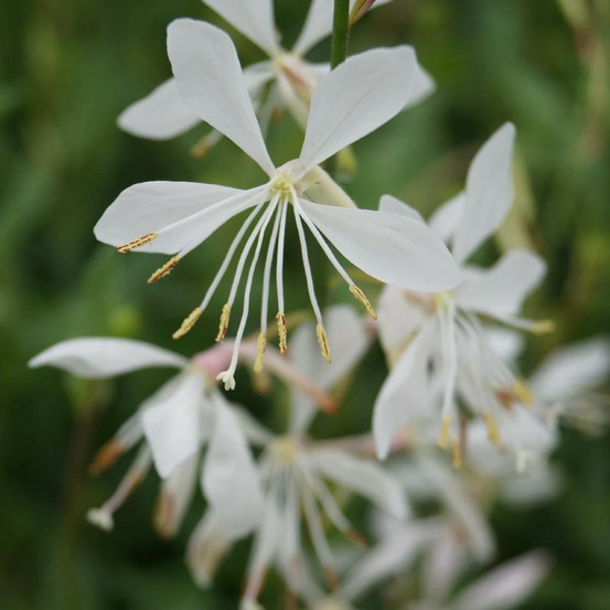 Gaura sparkle white godet - 5/20 cm