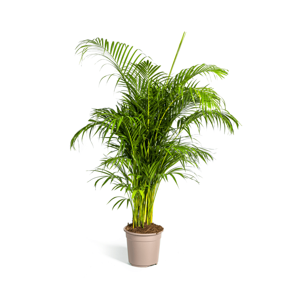 Dypsis areca lutescens ø27cm - ↕150 - 170cm - plantes d'intérieur