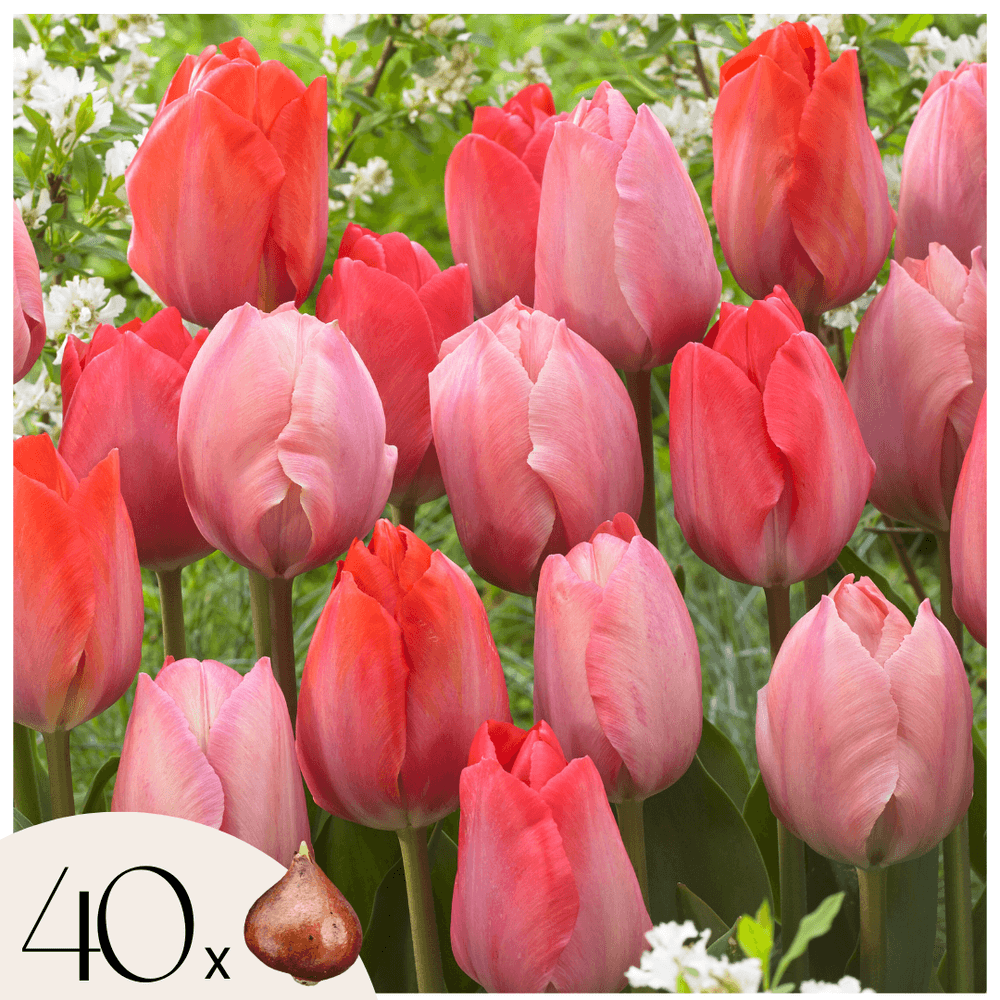 Tulipe - set de 40 - tulipa 'salmon', 'van eijk' - bulbes à fleurs - rouge