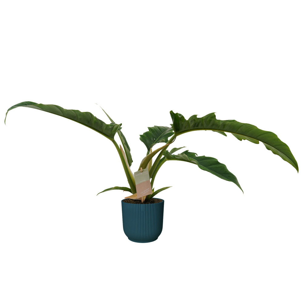 Philodendron stenolobum "narrow escape" - ami des arbres vert foncé - feel green - environ 40 cm de haut - pot vibes soft - bleu