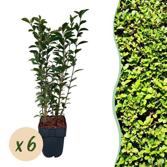 Troène - pot 17 cm - hauteur 55 cm - plante d'extérieur