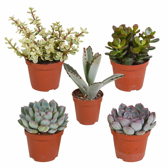 Collection de 5 succulentes - les 5 pots / 5.5cm / hauteur livrée 7-14cm