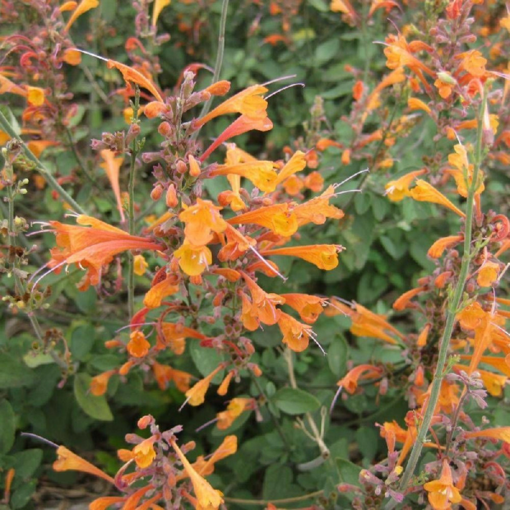 Agastache aurantiaca tango godet - 5/20 cm