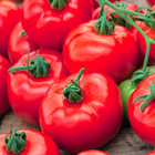 Plant de tomate greffee maestria f1  pot 1 l
