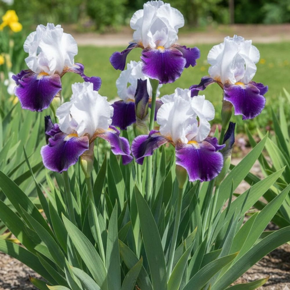 Iris des jardins snowmound godet - 5/20 cm