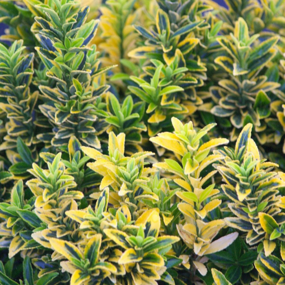 Fusain du japon microphyllus albovariegatus, euonymus pot de 3l - 20/40 cm