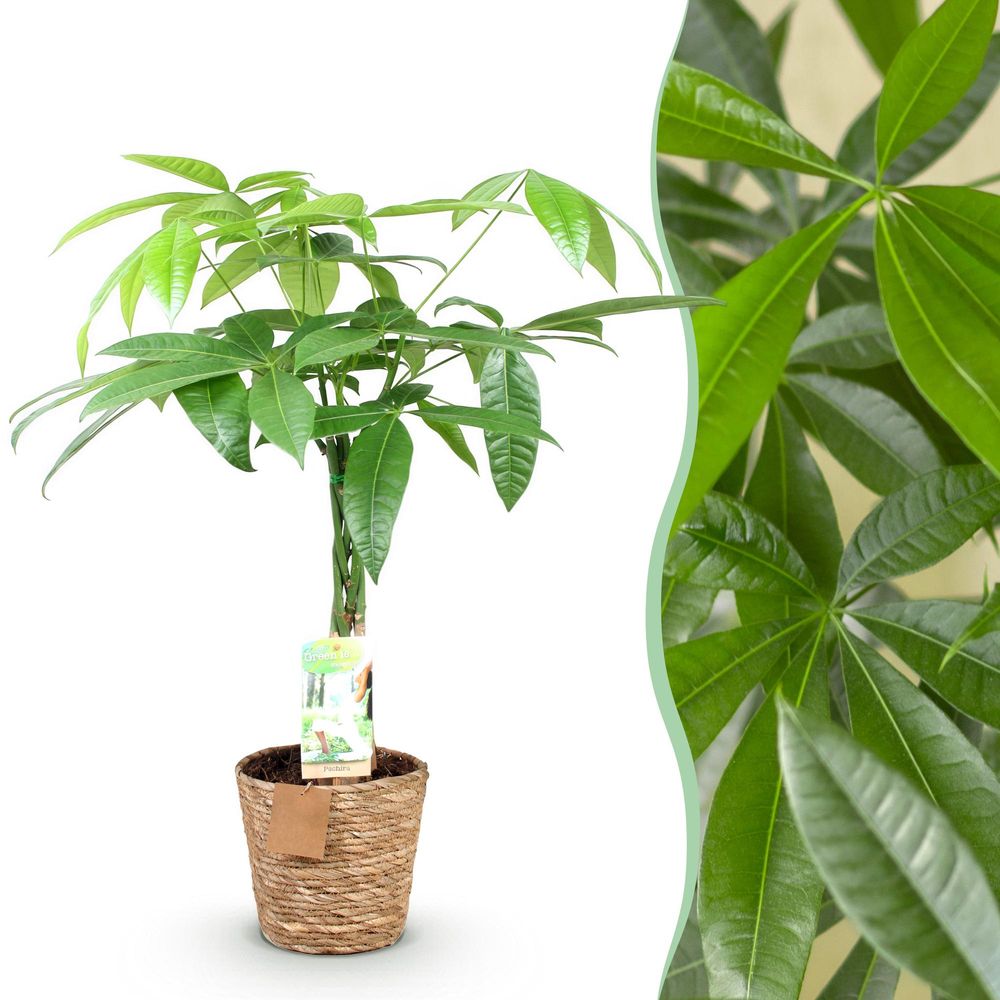 Pachira aquatica - arbre à argent - pot de 17cm - hauteur 60-70cm - plantes d'intérieur