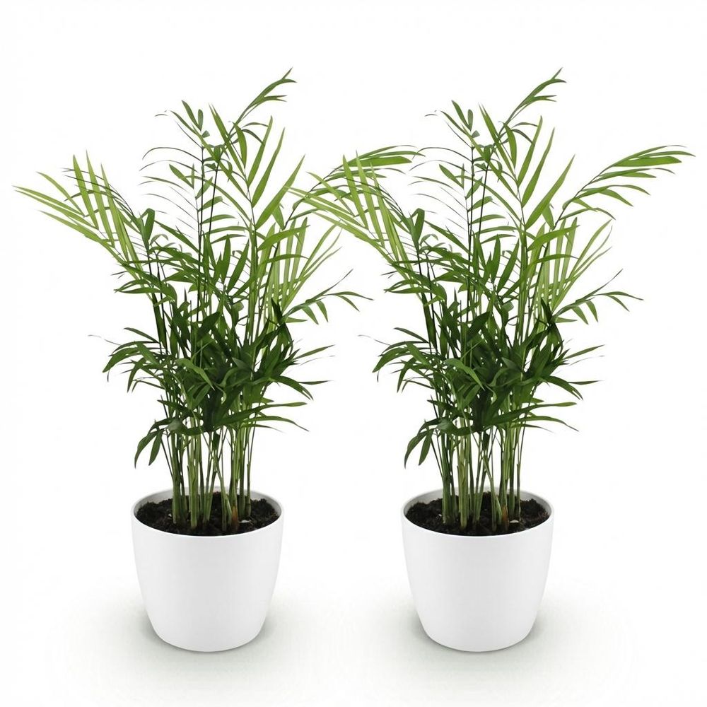 Chamaedorea elegans - pet-friendly - pot de 12cm - hauteur 15cm