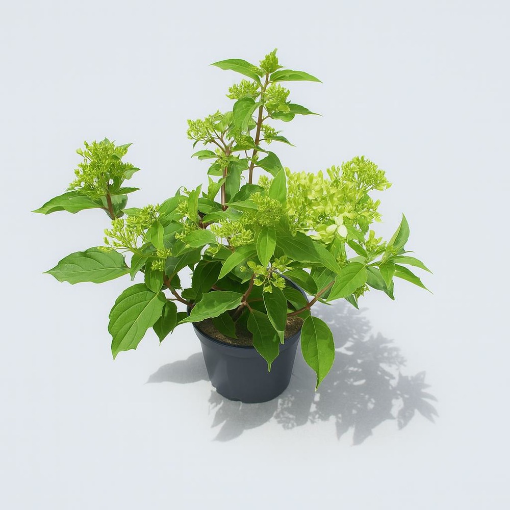 Hydrangea paniculata fraise melba - pot 3 l