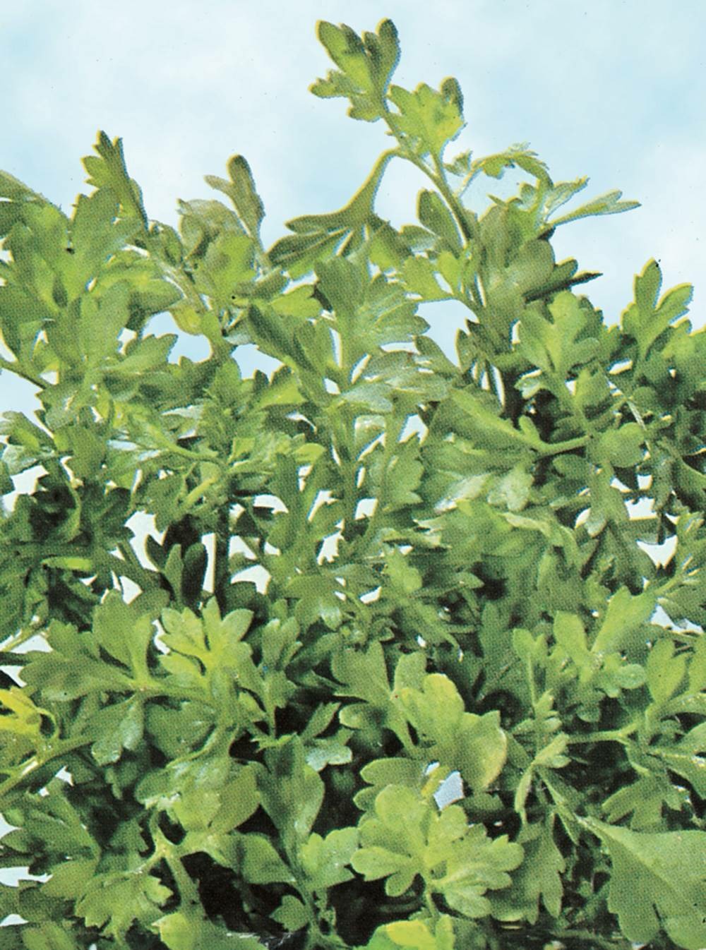 Cresson alenois - 10 g