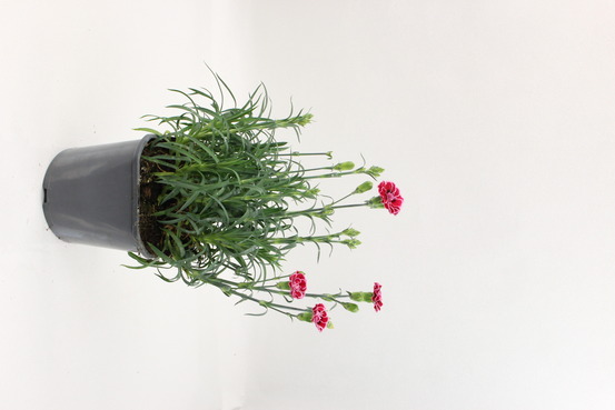 Oeillet mondrian pot 2 l