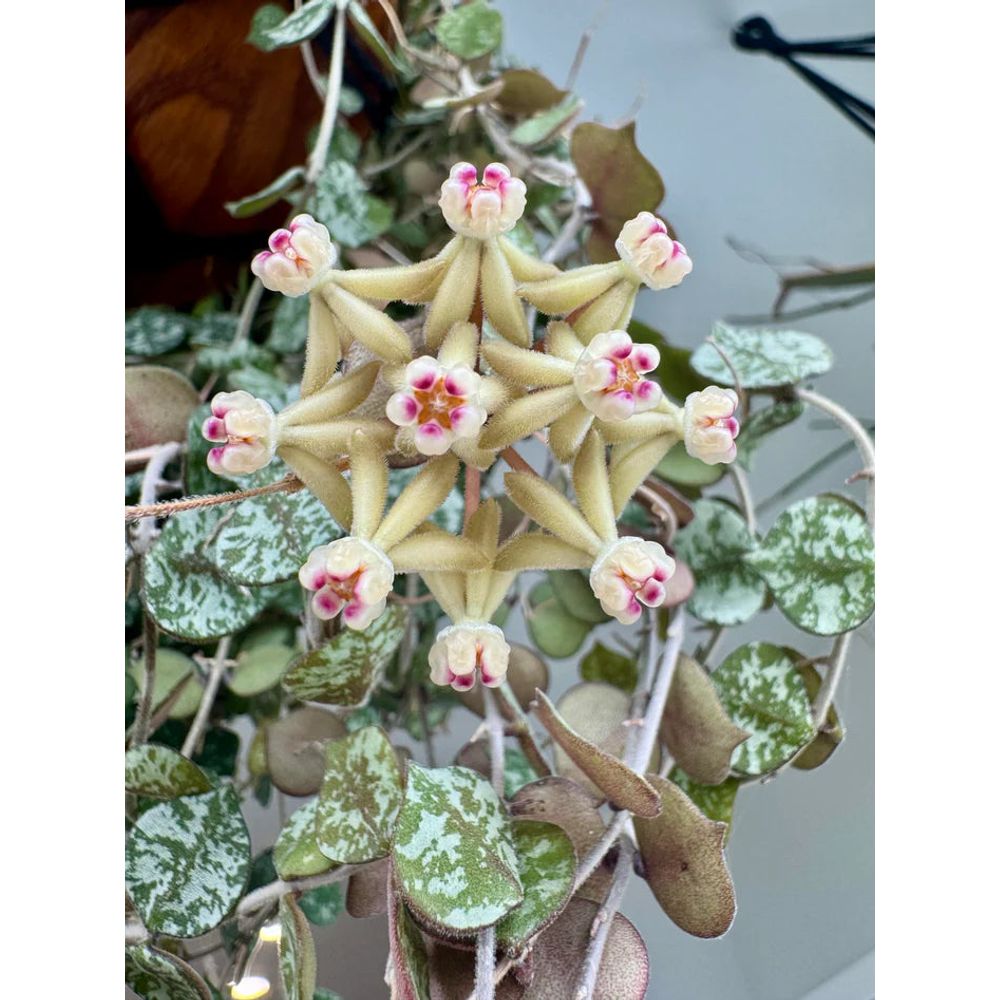 Hoya curtisii - pot de 6cm - plantes d'intérieur