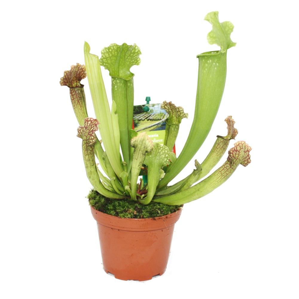 Sarracénie - sarracenia - variété surprise - pot 9cm