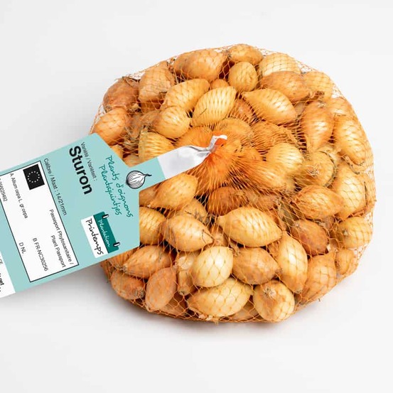 Sturon bulbes d'oignons a repiquer 500gr
