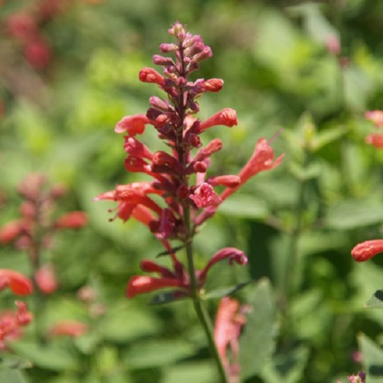 6 x agastache à odeur de fenouil - agastache hybride 'kudos red' - godet 9cm x 9cm