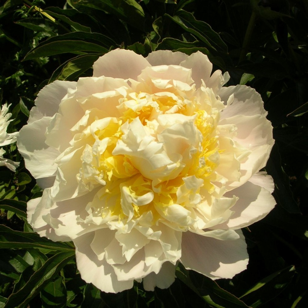 Pivoine de chine 'cheddar cheese' souche 3/5 yeux