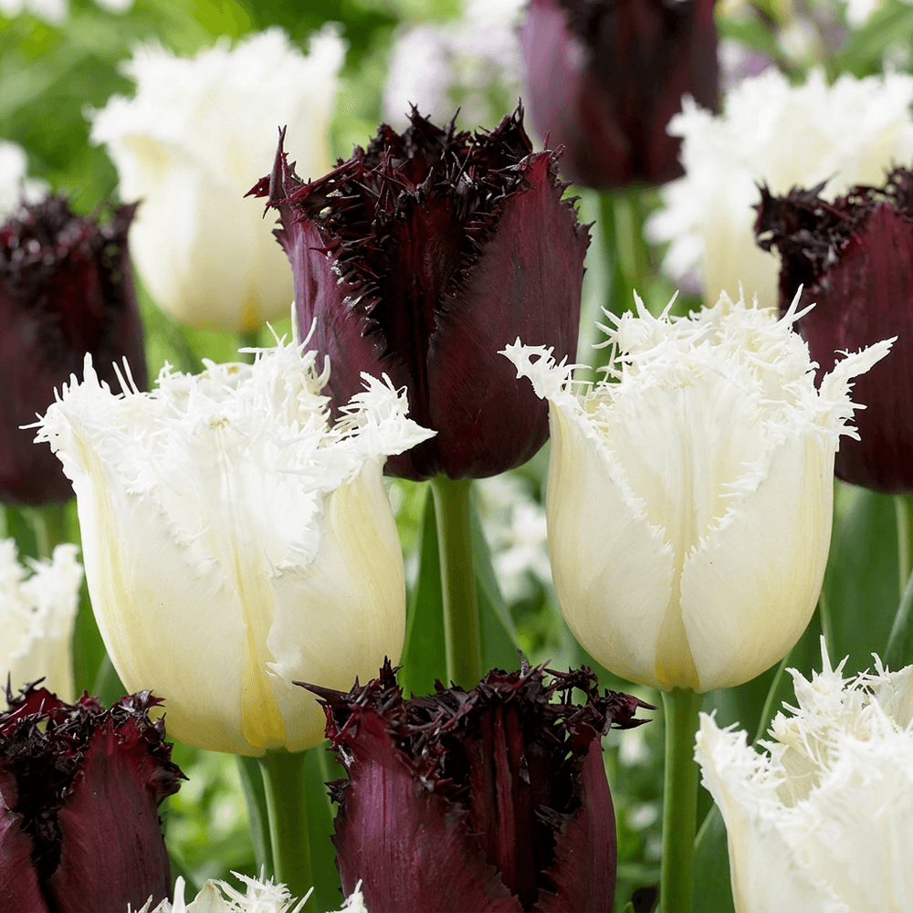 Tulipe 'breakdance' en mélange (tulipa) - floraison printanière - calibre 11/12 - 30 bulbes