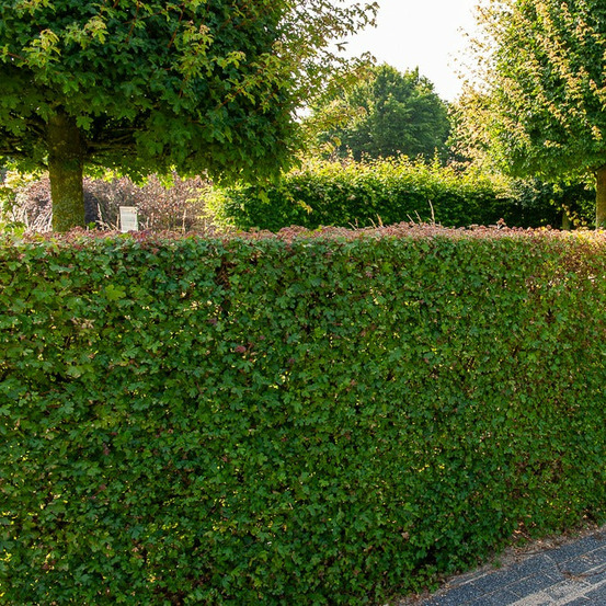 Haie de 10 erables champêtre - le paquet de 10 racines nues / hauteur livrée environ 60cm