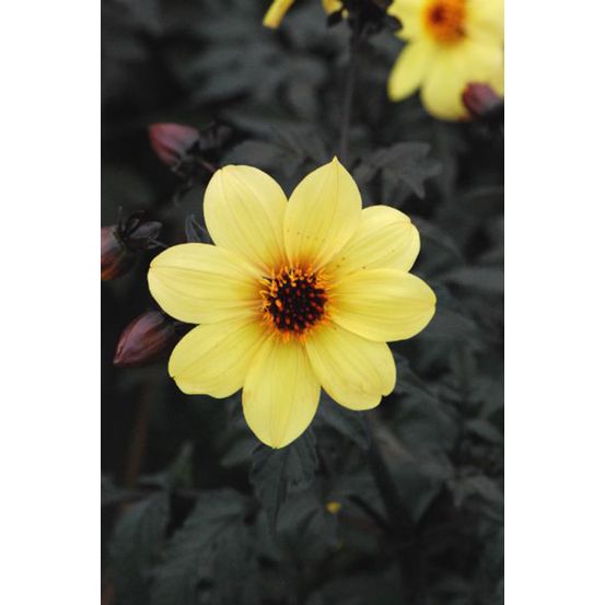 Dahlia mystic ladies ? 'illusion' - en pot de 3 litres