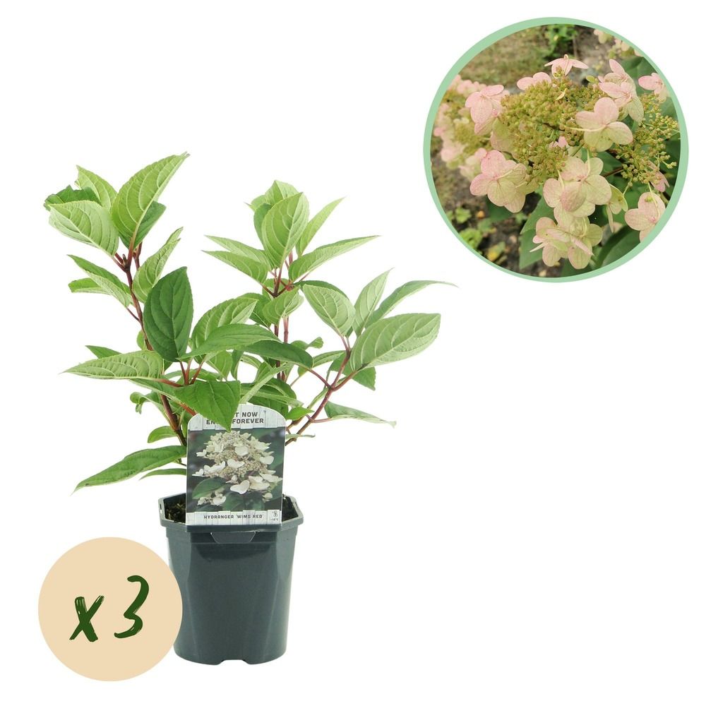 Hortensia 'wim's red' - lot de 3 - pot 17 cm - hauteur 50 cm