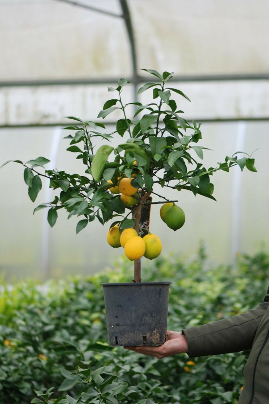 Citronnier meyer' - en pot de 5 litres