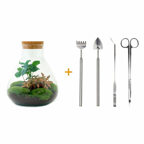 Kit terrarium diy - sama caféier + fittonia rouge - rateau + pelle + pince + ciseaux
