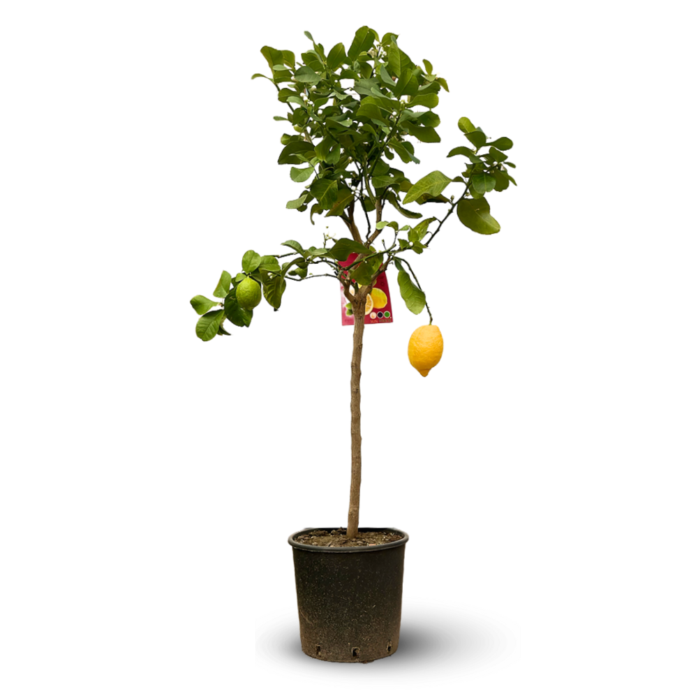 Citronnier limon - citrus limon - agrume méditerranéen - arbre fruitier - ↕ 120-130 cm - ⌀ 24 cm