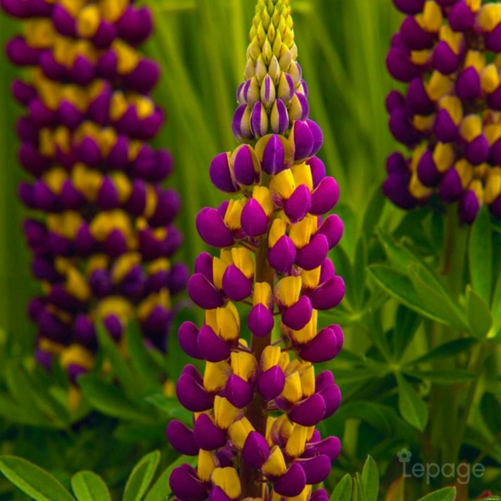 3 lupins 'manhattan lights' (lupinus 'manhattan lights')