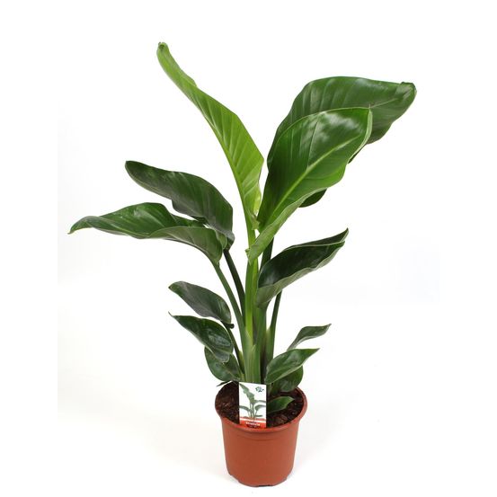 Strelitzia nicolai 17 cm - h70 cm - ø17 cm