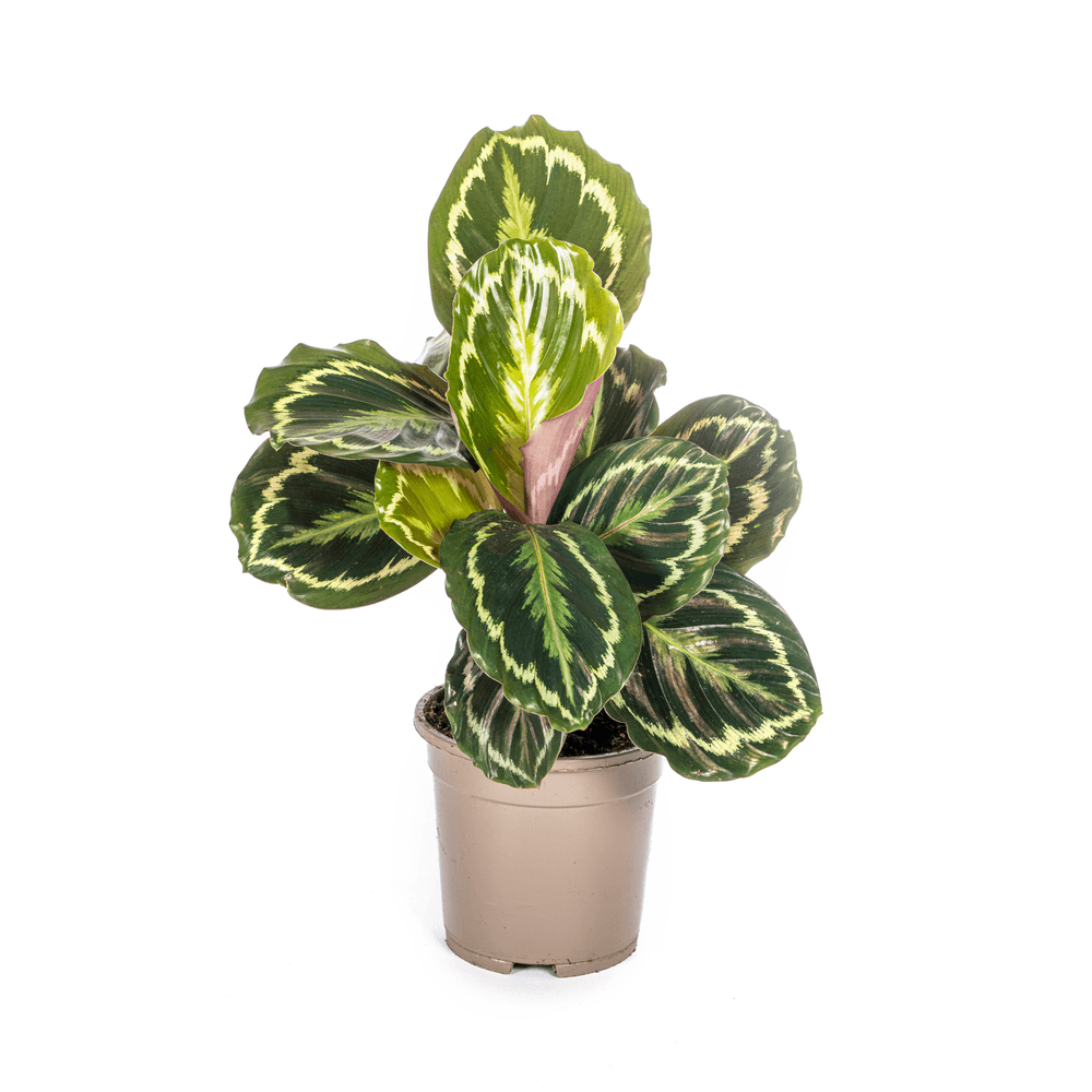 Calathea medallion ø17cm - ↕40 - 50cm - plantes d'intérieur