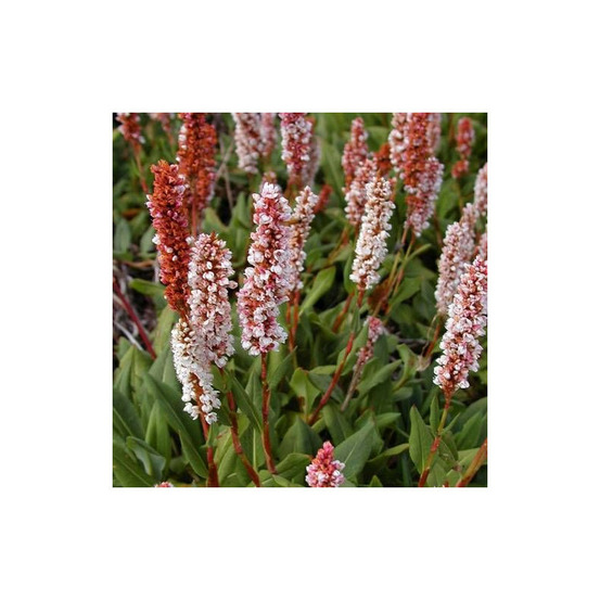 Persicaire superba lot de 9 godets