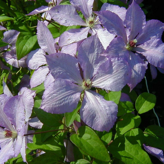 Clématite margaret hunt pot de 1,5l - tuteur bambou 30/60 cm