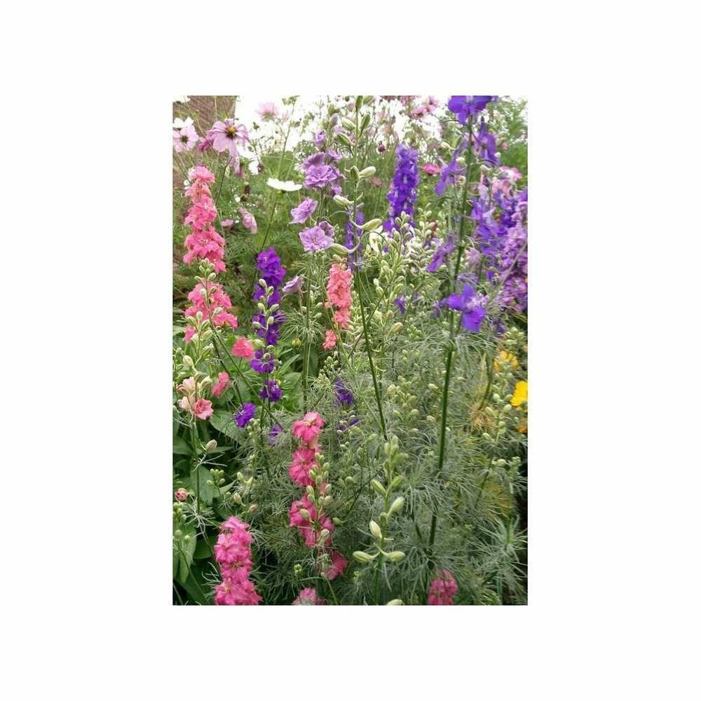 Pied d'alouette ImpÃ©rial des blÃ©s variÃ©