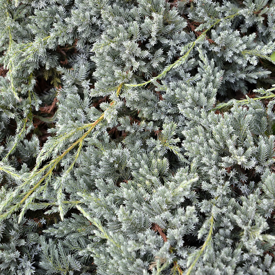 Genévrier écailleux 'blue spider' pot de 7,5l/10l