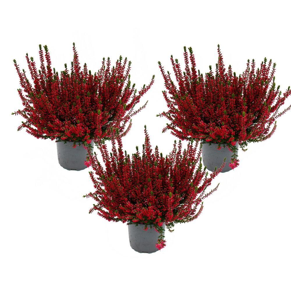 Calluna vulgaris - set de 3 plantes - bruyère à balai - plante de terre de bruyère - rustique - pot de 11cm - rouge