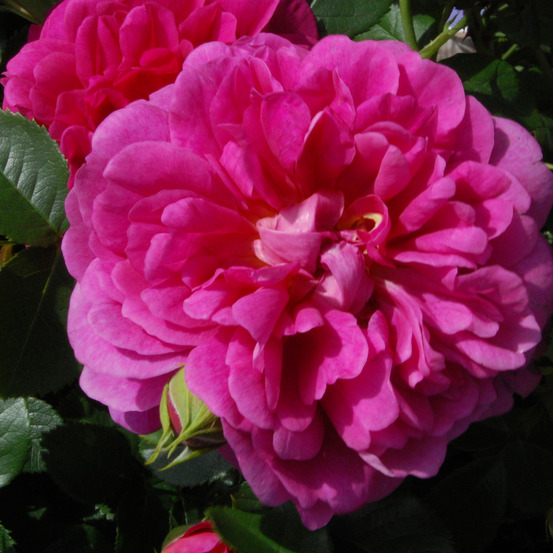 Rosier 'princess anne' pot de 3l/4l