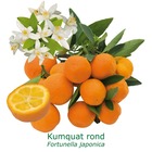 Kumquat rond bio tailles:pot de 6 litres, hauteur 60/80 cm