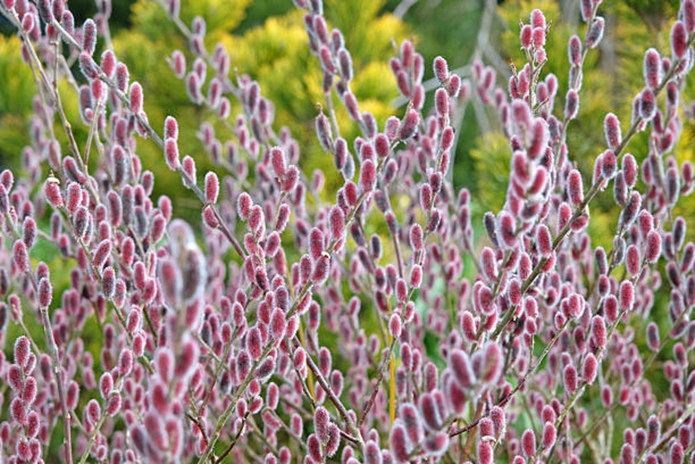 Salix chaenomeloides mount aso c15l 1/2 tige