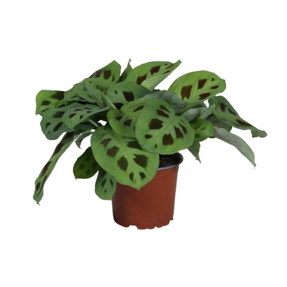 Promo - maranta leuconeura kerchoveana - ø12cm - ↕30cm - plantes d'intérieur