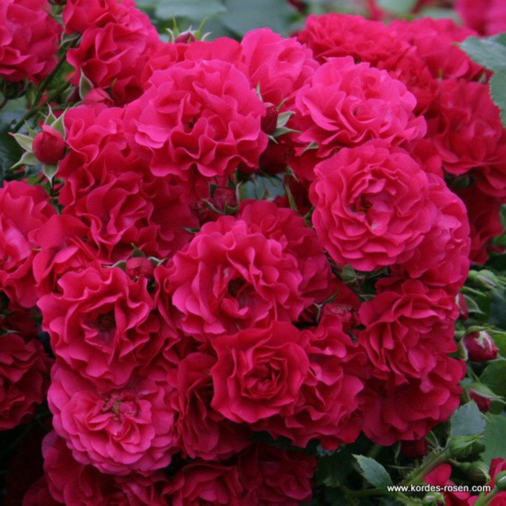 2 x kordes rigo-rosier - rosa 'gärtnerfreude'®
