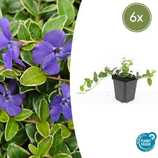 Petite pervenche 'argenteovariegata' x6 – entre 0,38 et 0,5m2