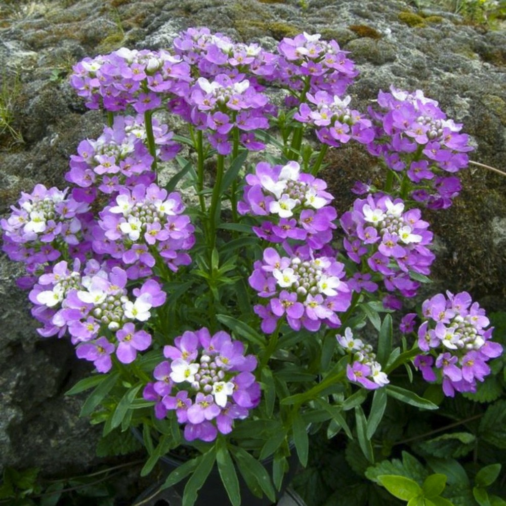Corbeille d'argent, thlaspi 'absolutely amethyst' godet de 8/9 cm