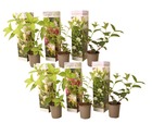 Hydrangea paniculata - mélange de 6 - hortensia - pot 9cm - hauteur 25-35cm