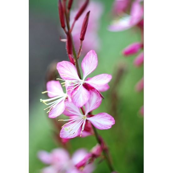 Gaura 'rosyjane ?' - en pot de 3 litres