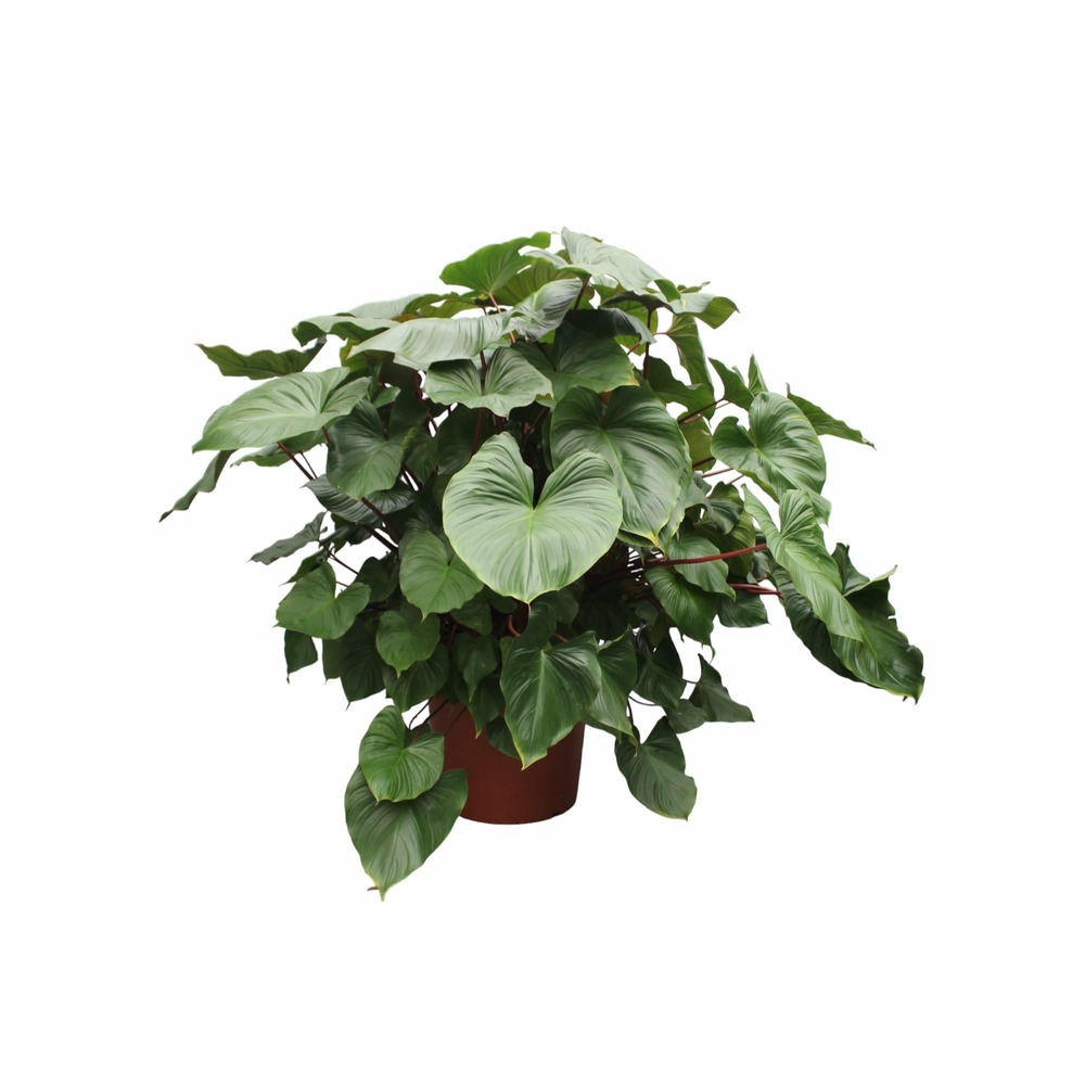 Homalomena rubescens maggy - h170 cm - ø60 cm
